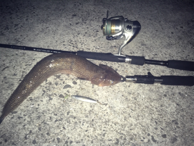 今年、初太刀魚ー