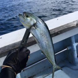 若狭和田沖 五目釣り&イカメタル