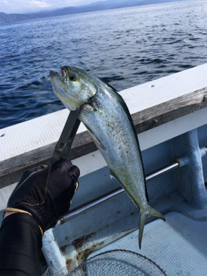 若狭和田沖 五目釣り&イカメタル