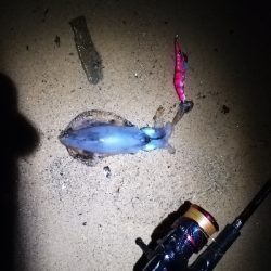 秋イカシーズン開始!