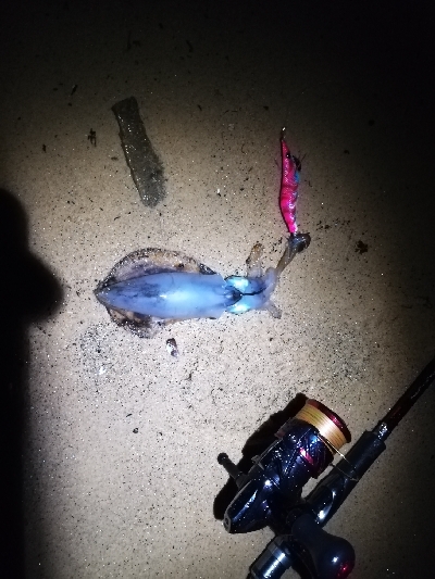 秋イカシーズン開始!