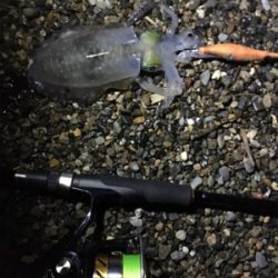 ランガンエギング