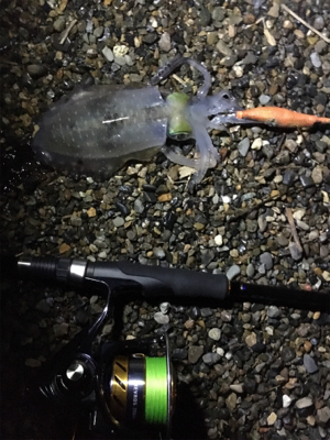 ランガンエギング