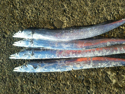 辰巳でタチウオ