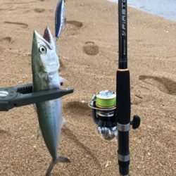 フラットフィッシュ狙いでしたが…