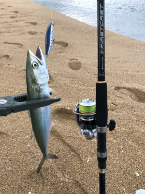 フラットフィッシュ狙いでしたが…