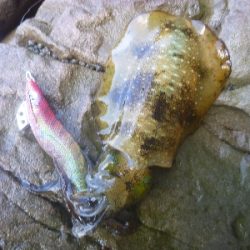 アオリイカ調査