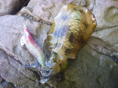 アオリイカ調査