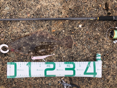 ワインドヒラメ