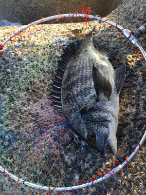 朝は全くアタリなし！