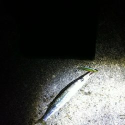 フラットフィッシュ狙いなのに…