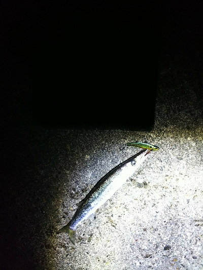 フラットフィッシュ狙いなのに…