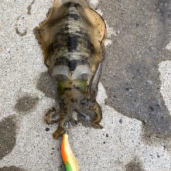 しまなみエギング 2日連続釣行