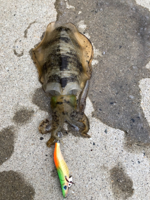 しまなみエギング 2日連続釣行