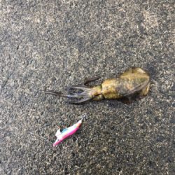 はじめての爆釣