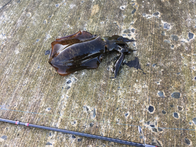 なんとか釣れました(^_^;)