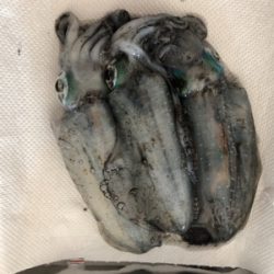 朝まずめ短時間勝負