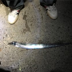 今季初、タチウオ調査！