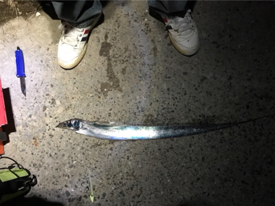 今季初、タチウオ調査！