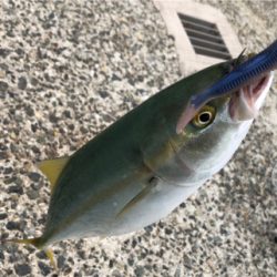 ツバスとサゴシ