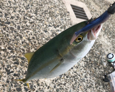 ツバスとサゴシ