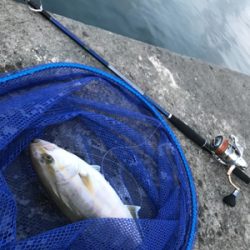 早朝ショアジギングでまさかの・・・