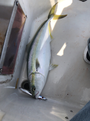 メジロフィーバー