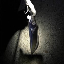 タチウオは裏切りません