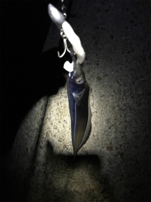 タチウオは裏切りません