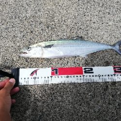 ライトショアジギング！