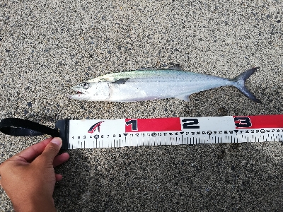 ライトショアジギング！