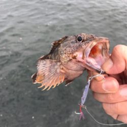 美味しいサカナたち