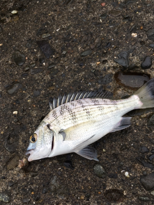 昼は穴釣り、夜はライトゲーム