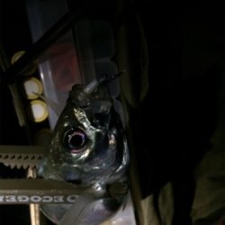 秋のアジ祭り！