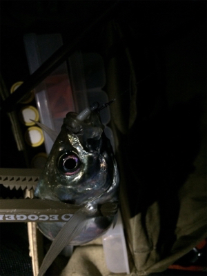 秋のアジ祭り！