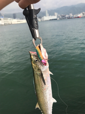 サゴシオンリーサミシー