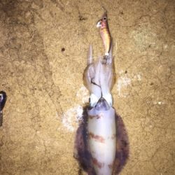 和歌山中紀から舞鶴に遠征