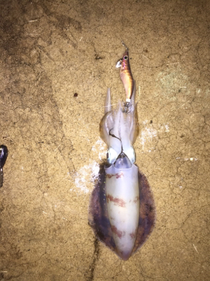 和歌山中紀から舞鶴に遠征