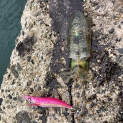 秋イカエギング