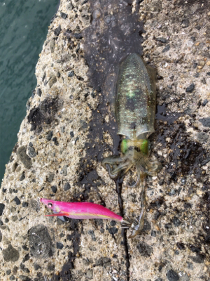 秋イカエギング