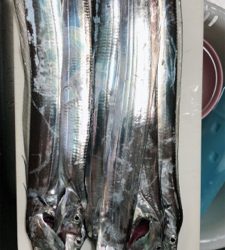 またまた、タチウオ