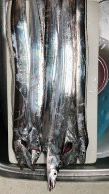 またまた、タチウオ