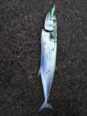 イカ釣りのはずが。。