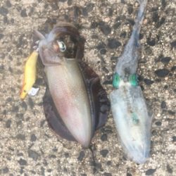 十六島アオリイカ絶好調！