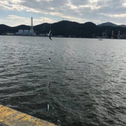 サビキでイワシ釣り