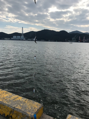 サビキでイワシ釣り