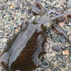 エギング絶好調