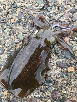 エギング絶好調