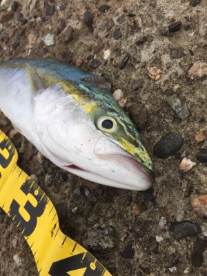 ショアジギング