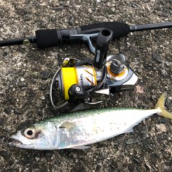 初和歌山、初アジング